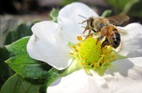 Pesquisadores avaliam impactos de agrotóxicos em abelhas